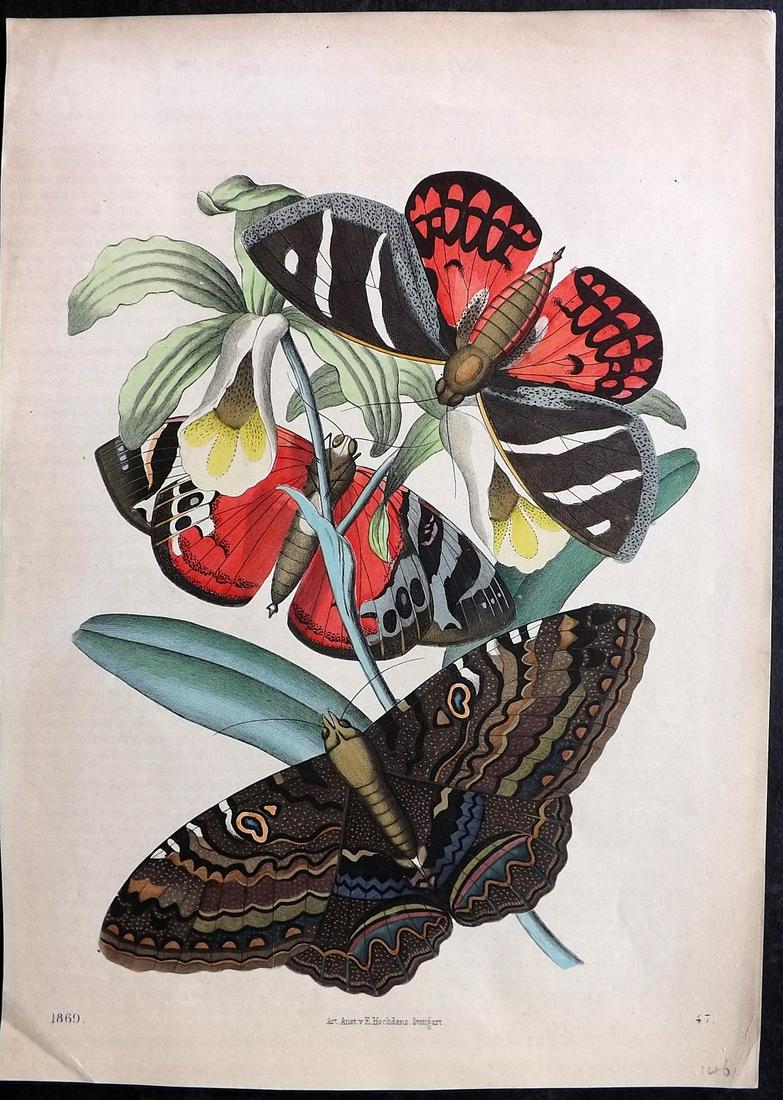 Hoffmann, Carl 1869 Hand Col Print. Moths 47: Hand Colored Lithograph Published 1842-80, Stuttgart for "Das Buch der Welt" by Carl Hoffmann. Paper Size: 9.5 x 7 inch (25 x 18cm) Approx. Good Condition