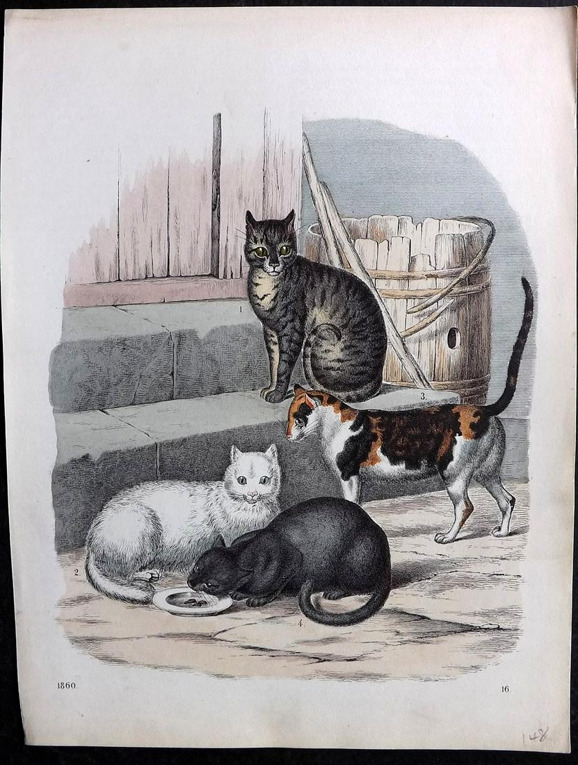 Hoffmann, Carl 1860 Hand Col Print. Domestic Cats 16 (1 of 2)