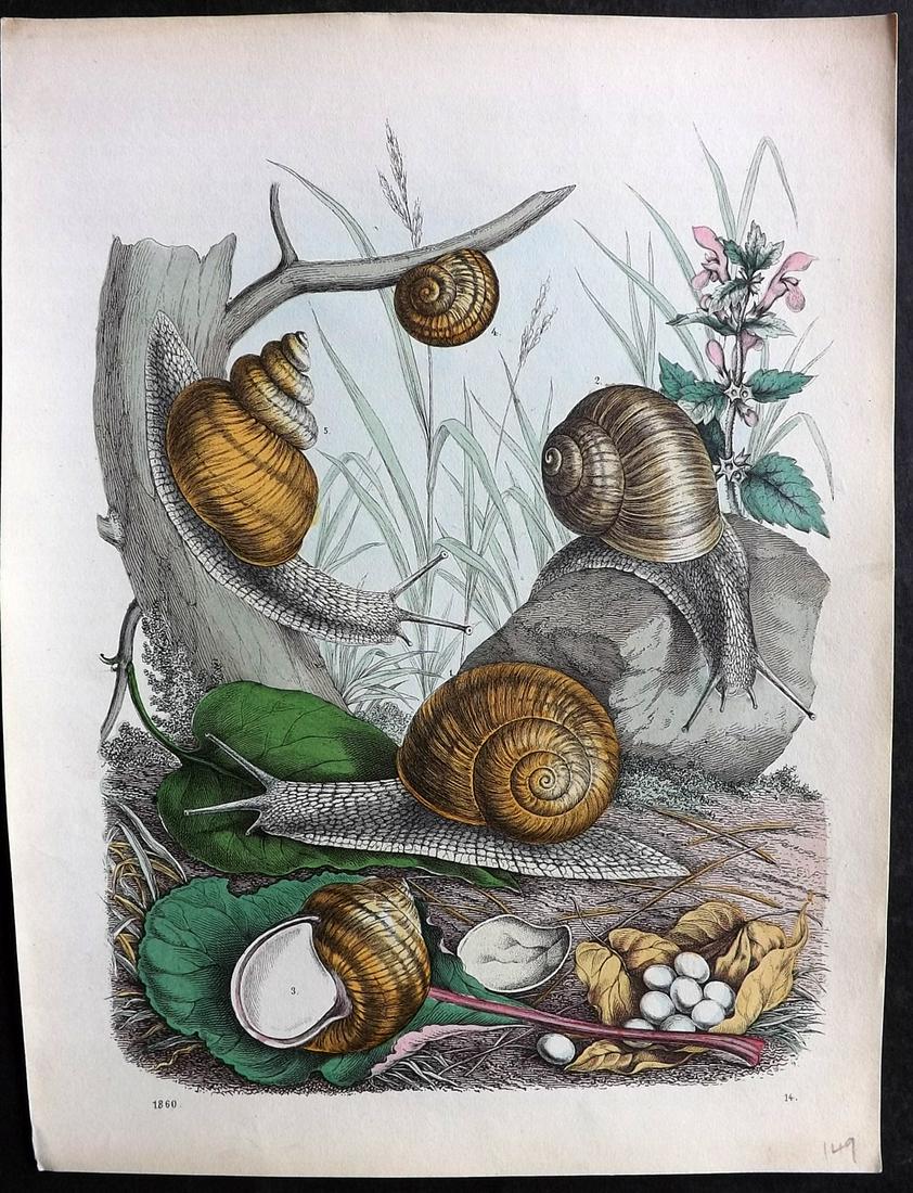 Hoffmann, Carl 1860 Hand Col Print. Snails 14 (1 of 2)