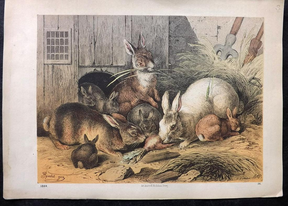 Hoffmann, Carl 1869 Hand Col Print. Rabbits 36: Hand Colored Lithograph Published 1842-80, Stuttgart for "Das Buch der Welt" by Carl Hoffmann. Paper Size: 9.5 x 7 inch (25 x 18cm) Approx. Very minor margin toning. Good Condition