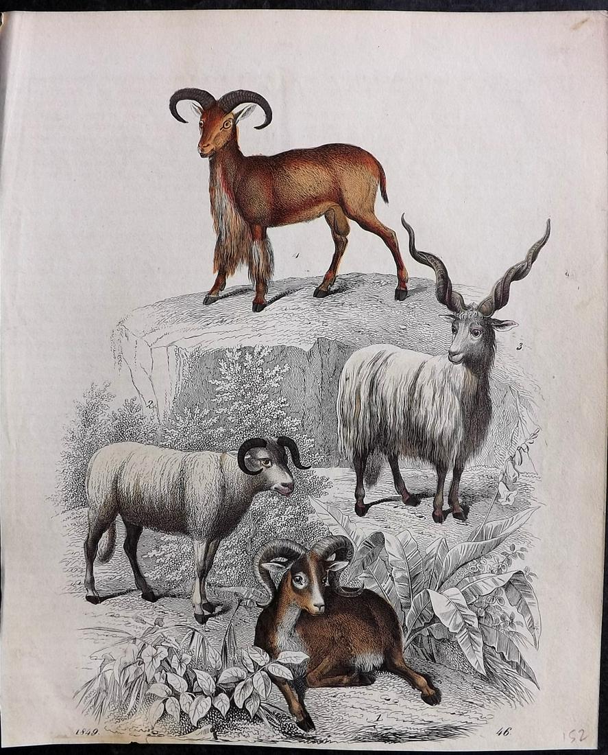 Hoffmann, Carl 1849 Hand Col Print. Mountain Goats, Ibex 46 (1 of 2)