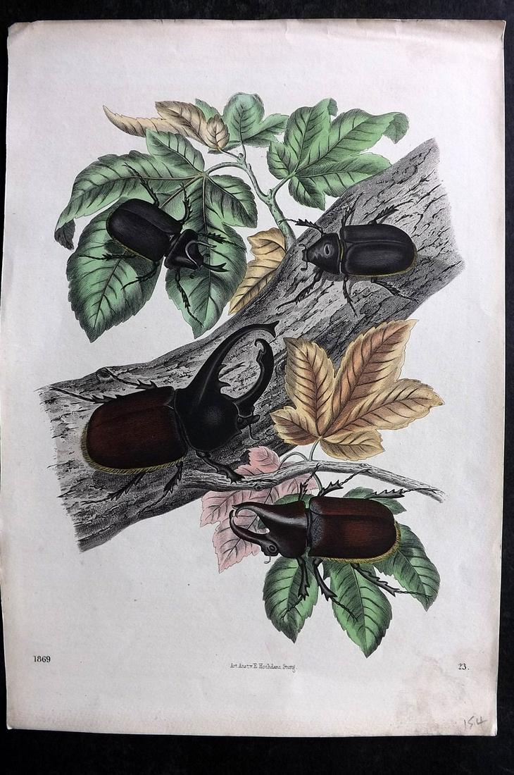 Hoffmann, Carl 1869 Hand Col Print. Beetles 23 (1 of 2)