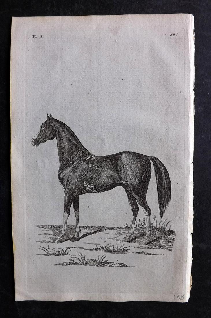 Pennant, Thomas 1776 Antique Print. Arabian Horse: Copper Plates Published 1776-77, London for "British Zoology" by Thomas Pennant. Paper Size: 8 x 5 inch (21 x 13cm) Good Condition
