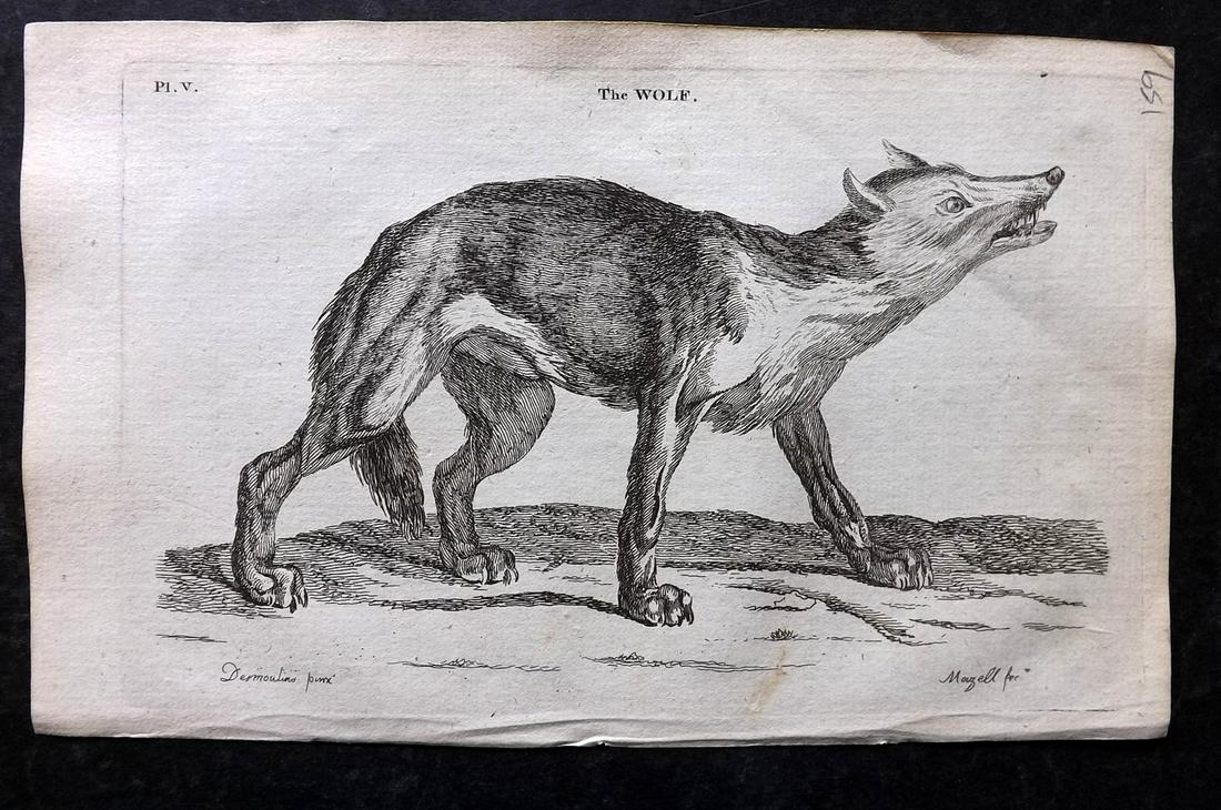 Pennant, Thomas 1776 Antique Print. Wolf: Copper Plates Published 1776-77, London for "British Zoology" by Thomas Pennant. Paper Size: 8 x 5 inch (21 x 13cm) Good Condition