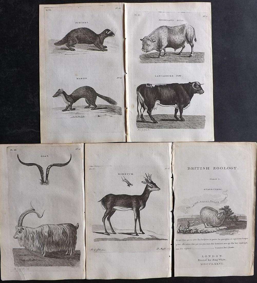Pennant, Thomas 1776 Lot of 5 Antique Animal Prints (1 of 2)