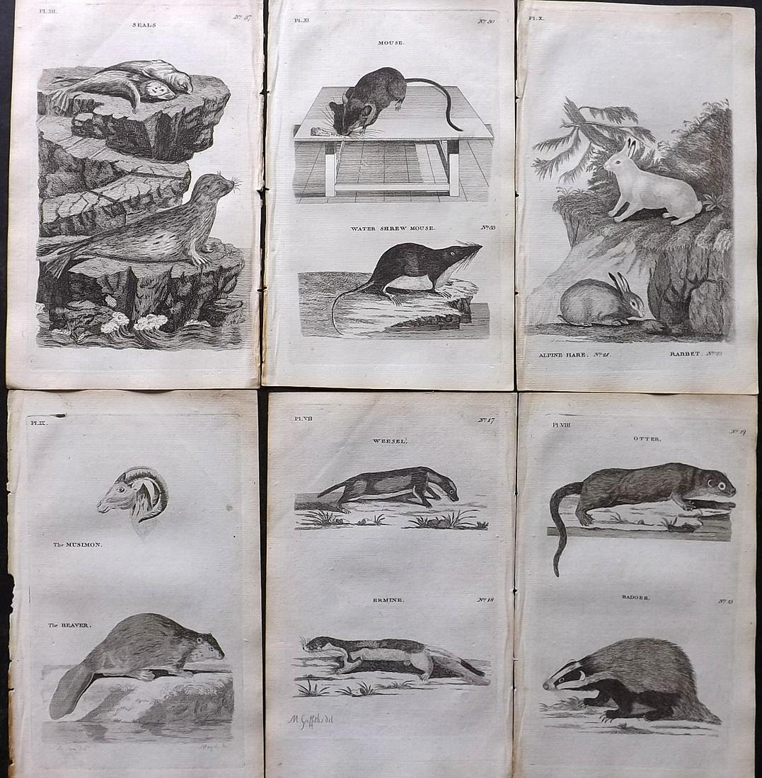 Pennant, Thomas 1776 Lot of 6 Antique Animal Prints: Copper Plates Published 1776-77, London for "British Zoology" by Thomas Pennant. Paper Size: 8 x 5 inch (21 x 13cm) Good Condition