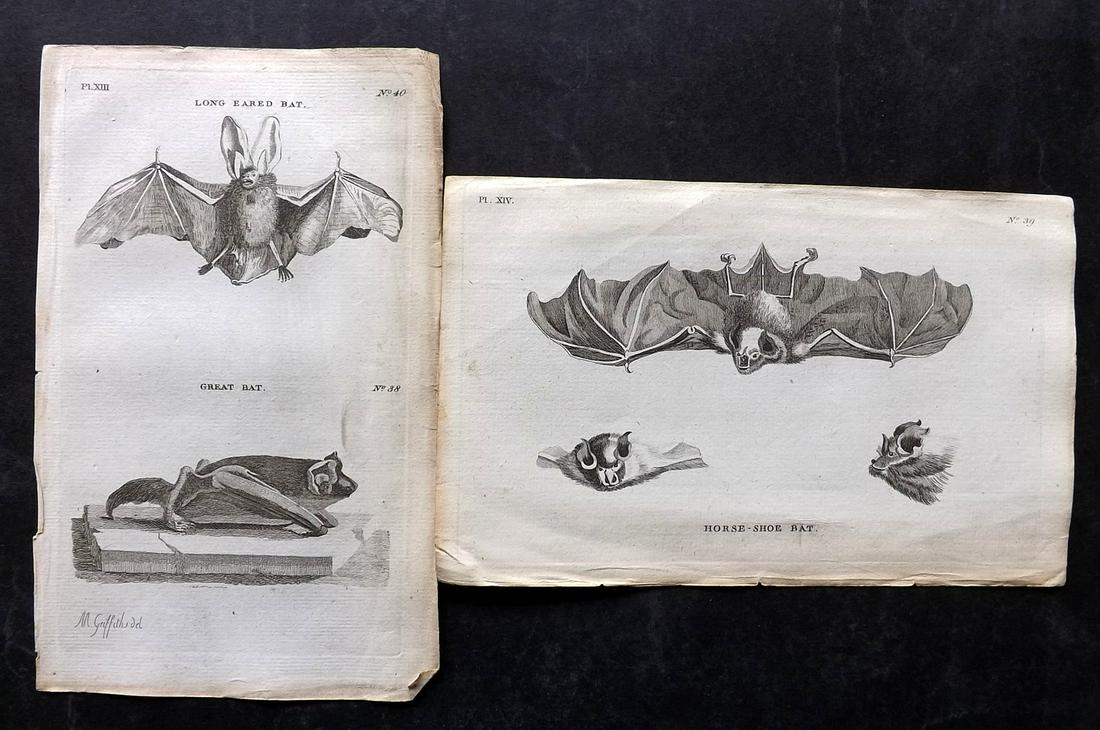 Pennant, Thomas 1776 Pair of Antique Bat Prints: Copper Plates Published 1776-77, London for "British Zoology" by Thomas Pennant. Paper Size: 8 x 5 inch (21 x 13cm) Good Condition