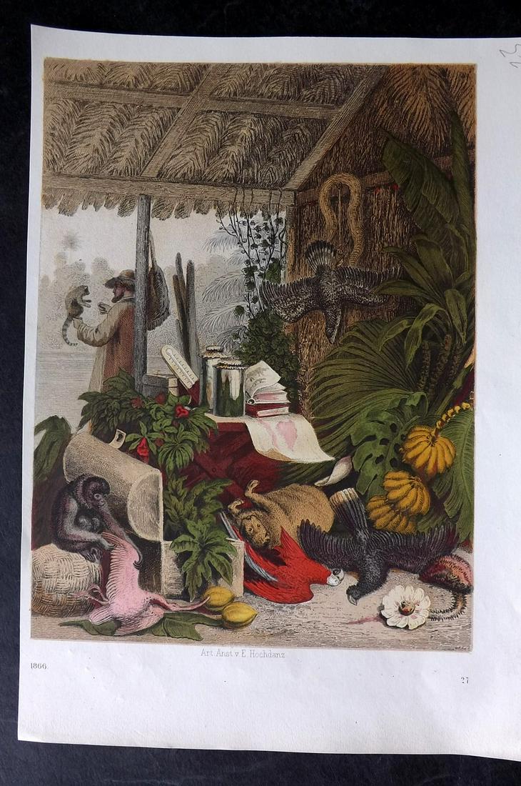 Hoffmann, Carl 1866 Hand Col Print. Nature Lover in Brazil (1 of 2)