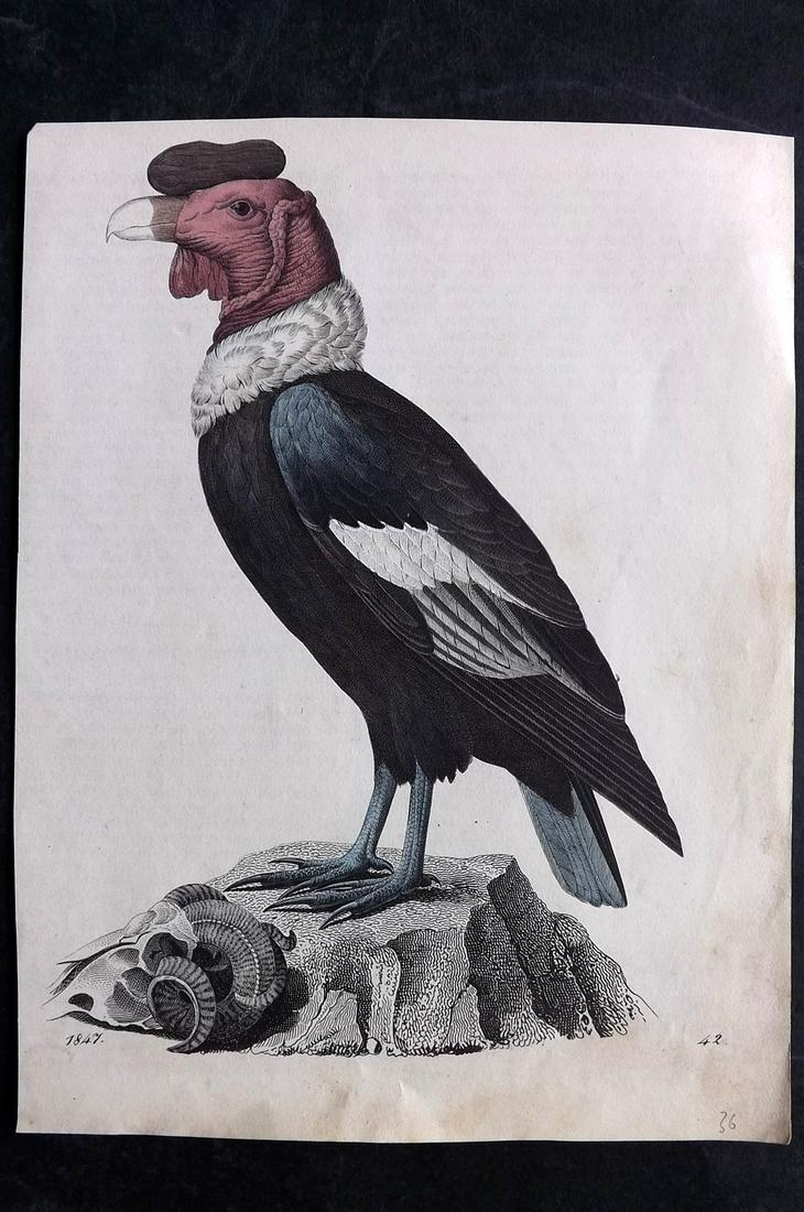 Hoffmann, Carl 1847 Hand Col Bird Print. King Vulture: Hand Colored Lithograph Published 1842-80, Stuttgart for "Das Buch der Welt" by Carl Hoffmann. Paper Size: 9.5 x 7 inch (25 x 18cm) Approx. Very minor background offsetting, otherwise Good Condition