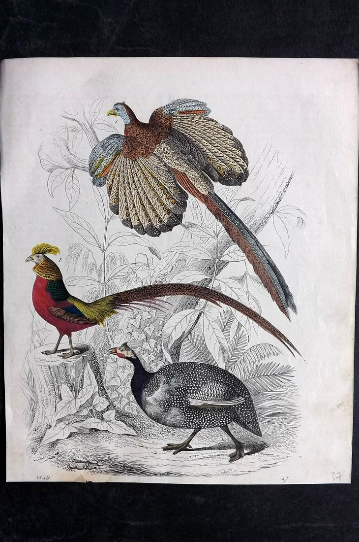 Hoffmann, Carl 1849 Hand Col Bird Print. Argus Pheasant, Turkey (1 of 2)