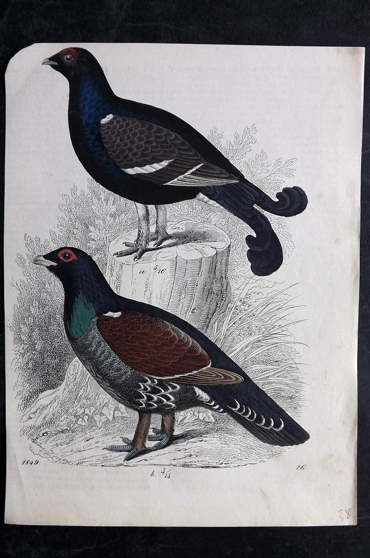 Hoffmann, Carl 1849 Hand Col Bird Print. Capercaillie (1 of 2)