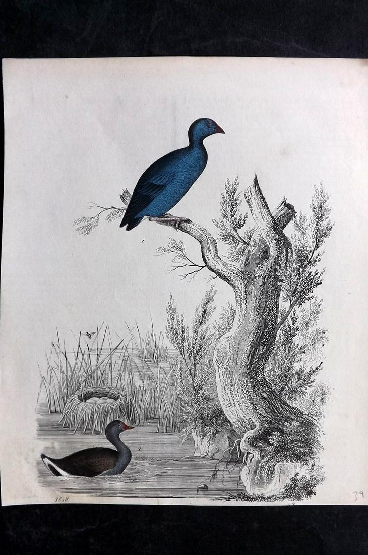 Hoffmann, Carl 1849 Hand Col Bird Print. Moorhen (1 of 2)