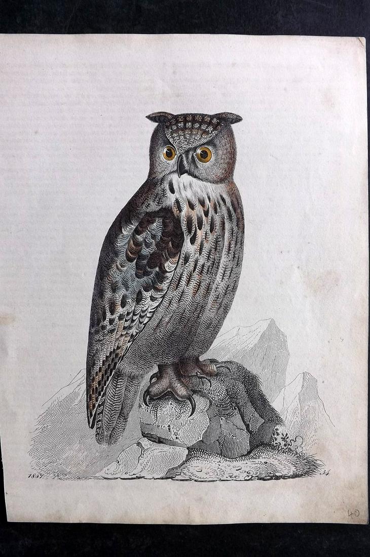 Hoffmann, Carl 1849 Hand Col Bird Print. Owl (1 of 2)