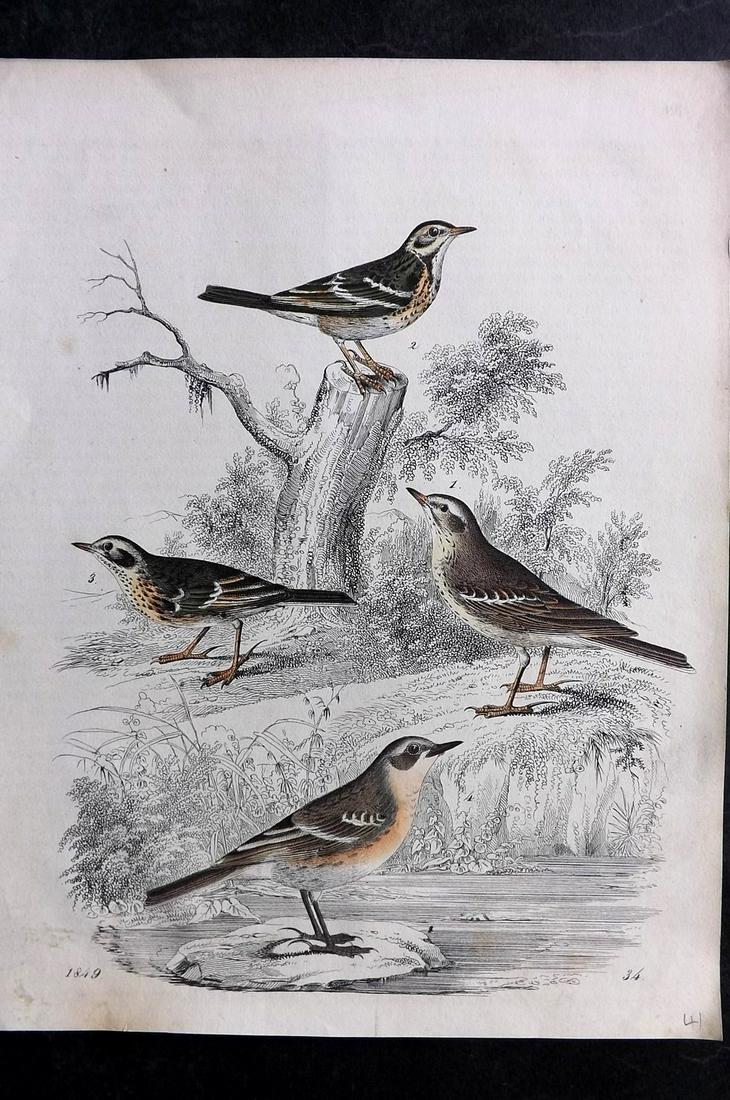 Hoffmann, Carl 1849 Hand Col Bird Print. Pipits (1 of 2)