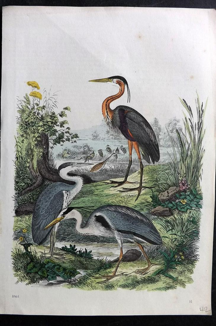 Hoffmann, Carl 1864 Hand Col Bird Print. Purple Heron, Herons: Hand Colored Lithograph Published 1842-80, Stuttgart for "Das Buch der Welt" by Carl Hoffmann. Paper Size: 9.5 x 7 inch (25 x 18cm) Approx. A couple of tiny background spots. Good Condition