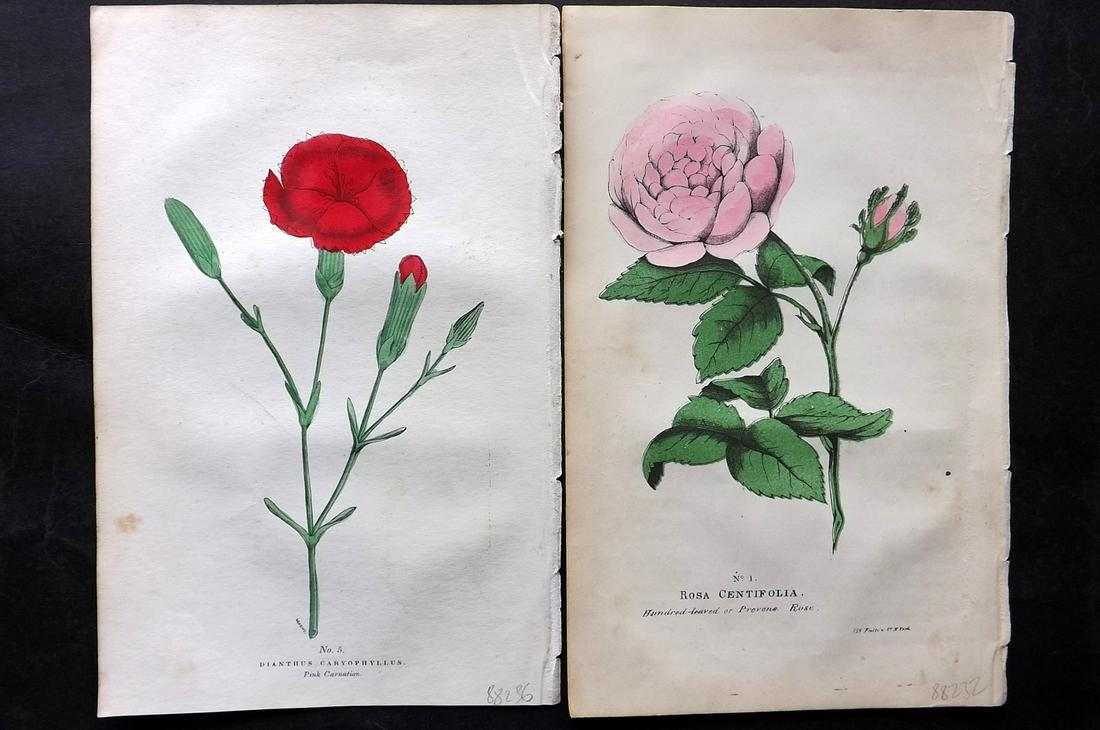 Good, Peter 1847 Pair of Hand Col Botanical Prints. Rose & Carnation (1 of 2)