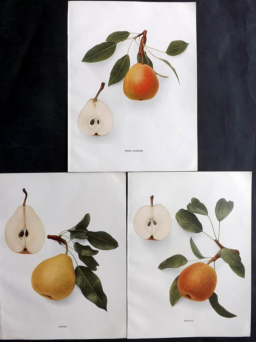 Hedrick, U. P. 1921 Lot of 3 Fruit Prints. Pears of New York (1 of 2)