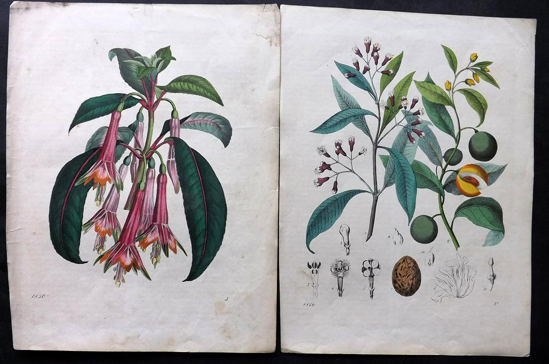 Hoffmann, Carl 1850 Pair of Hand Col Botanical Prints (1 of 2)