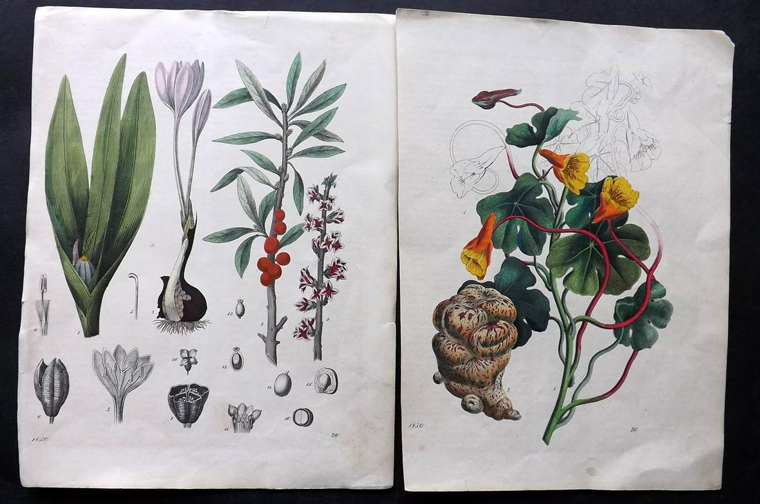 Hoffmann, Carl 1850 Pair of Hand Col Botanical Prints (1 of 2)