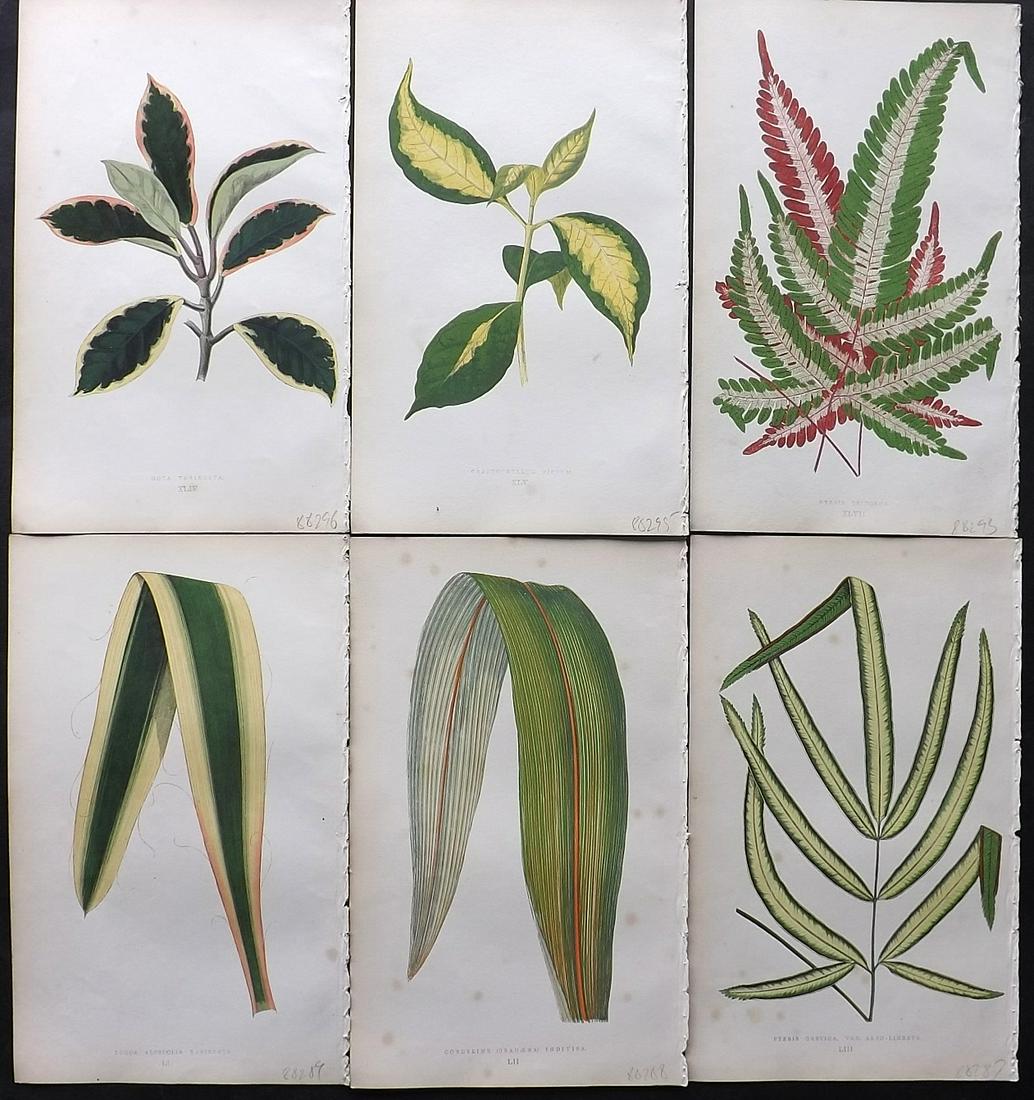 Lowe, Edward 1860 Lot of 6 Antique Botanical Prints: Woodblock Published 1860, London for "Beautiful Leaved Plants, Being a Description of the Most Beautiful Leaved Plants in Cultivation in this Country" by Edward Joseph Lowe. Most plates printed in col