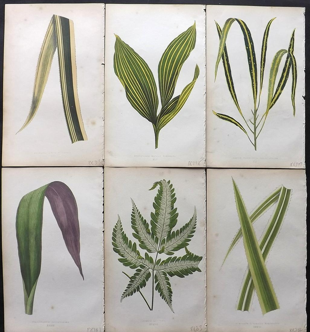 Lowe, Edward 1860 Lot of 6 Antique Botanical Prints: Woodblock Published 1860, London for "Beautiful Leaved Plants, Being a Description of the Most Beautiful Leaved Plants in Cultivation in this Country" by Edward Joseph Lowe. Most plates printed in col