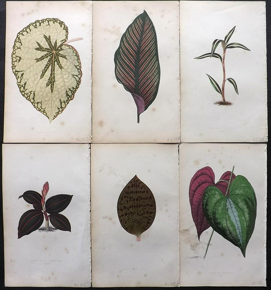 Lowe, Edward 1860 Lot of 6 Antique Botanical Prints: Woodblock Published 1860, London for "Beautiful Leaved Plants, Being a Description of the Most Beautiful Leaved Plants in Cultivation in this Country" by Edward Joseph Lowe. Most plates printed in col