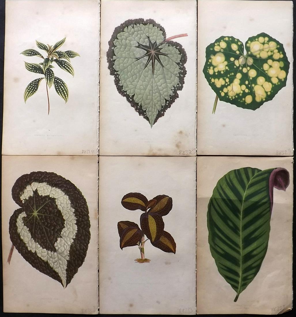 Lowe, Edward 1860 Lot of 6 Antique Botanical Prints: Woodblock Published 1860, London for "Beautiful Leaved Plants, Being a Description of the Most Beautiful Leaved Plants in Cultivation in this Country" by Edward Joseph Lowe. Most plates printed in col