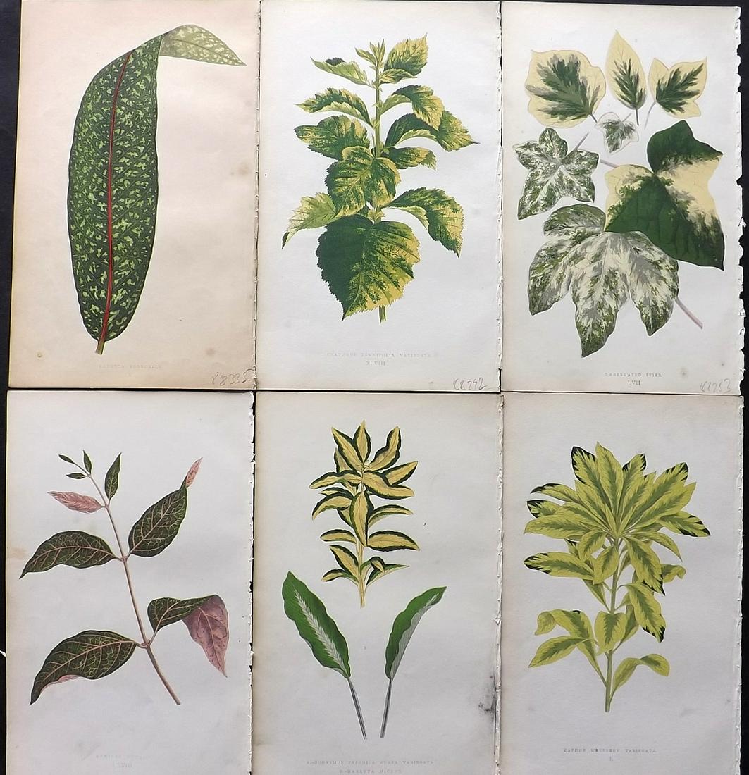 Lowe, Edward 1860 Lot of 6 Antique Botanical Prints: Woodblock Published 1860, London for "Beautiful Leaved Plants, Being a Description of the Most Beautiful Leaved Plants in Cultivation in this Country" by Edward Joseph Lowe. Most plates printed in col