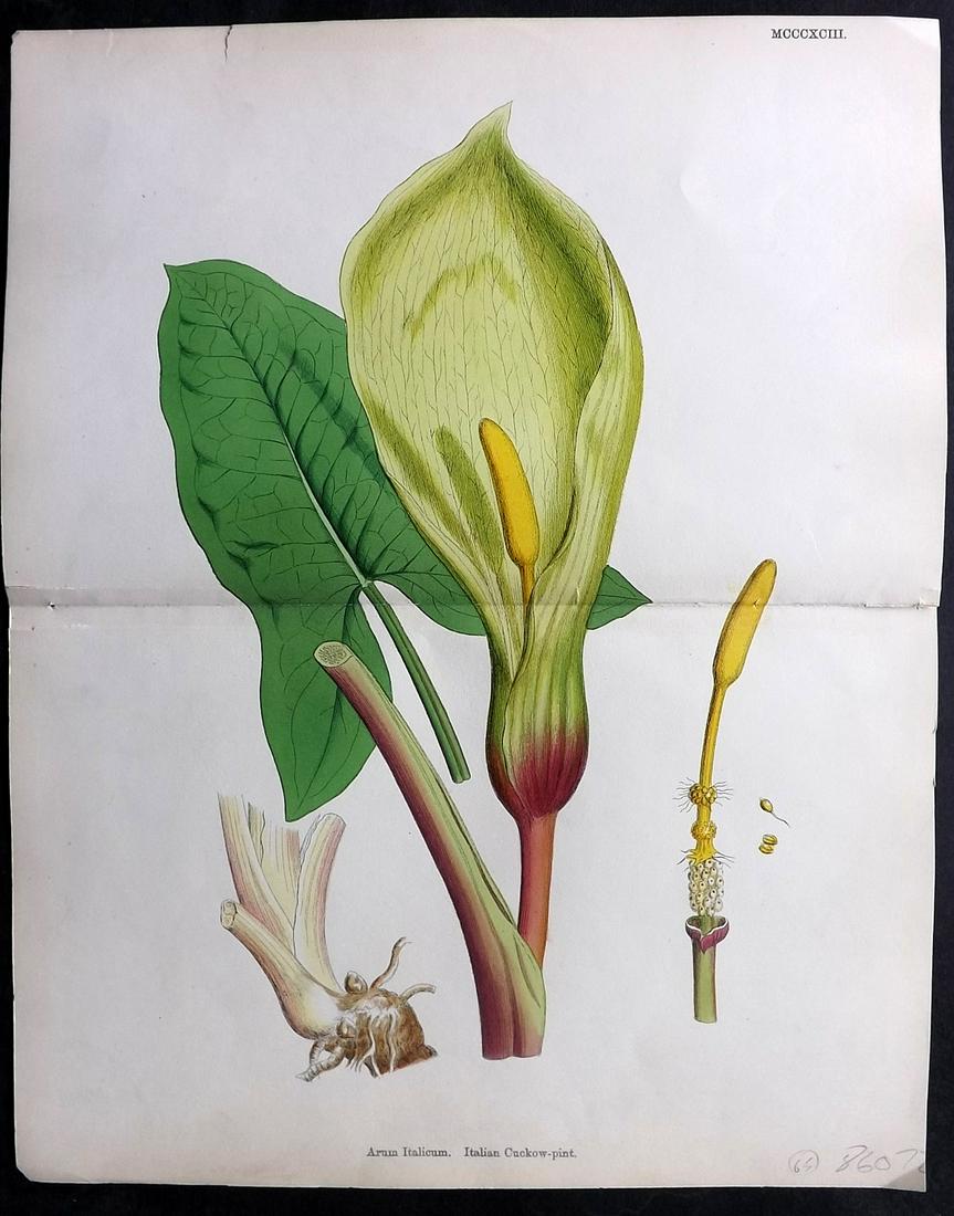 Sowerby, James 1860's HC Double Print. Italian Cuckow-Pint (1 of 2)