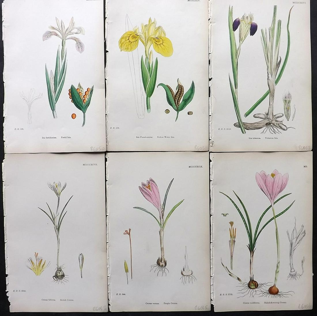 Sowerby, James 1860's Lot of 6 HCol Botanical Prints. Iris & Crocus (1 of 2)