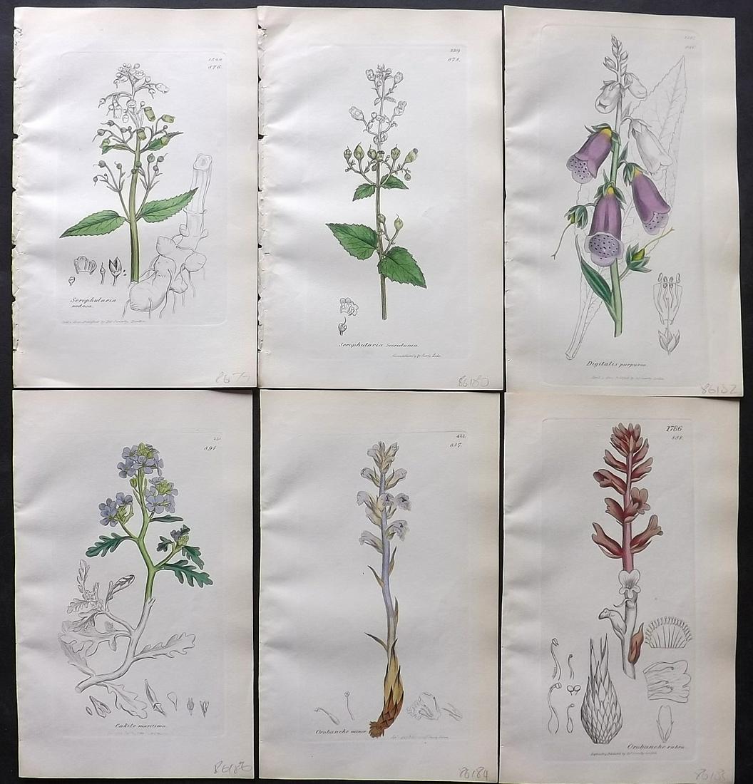 Sowerby, James C1840 Lot of 6 Part HCol Botanical Prints (1 of 2)