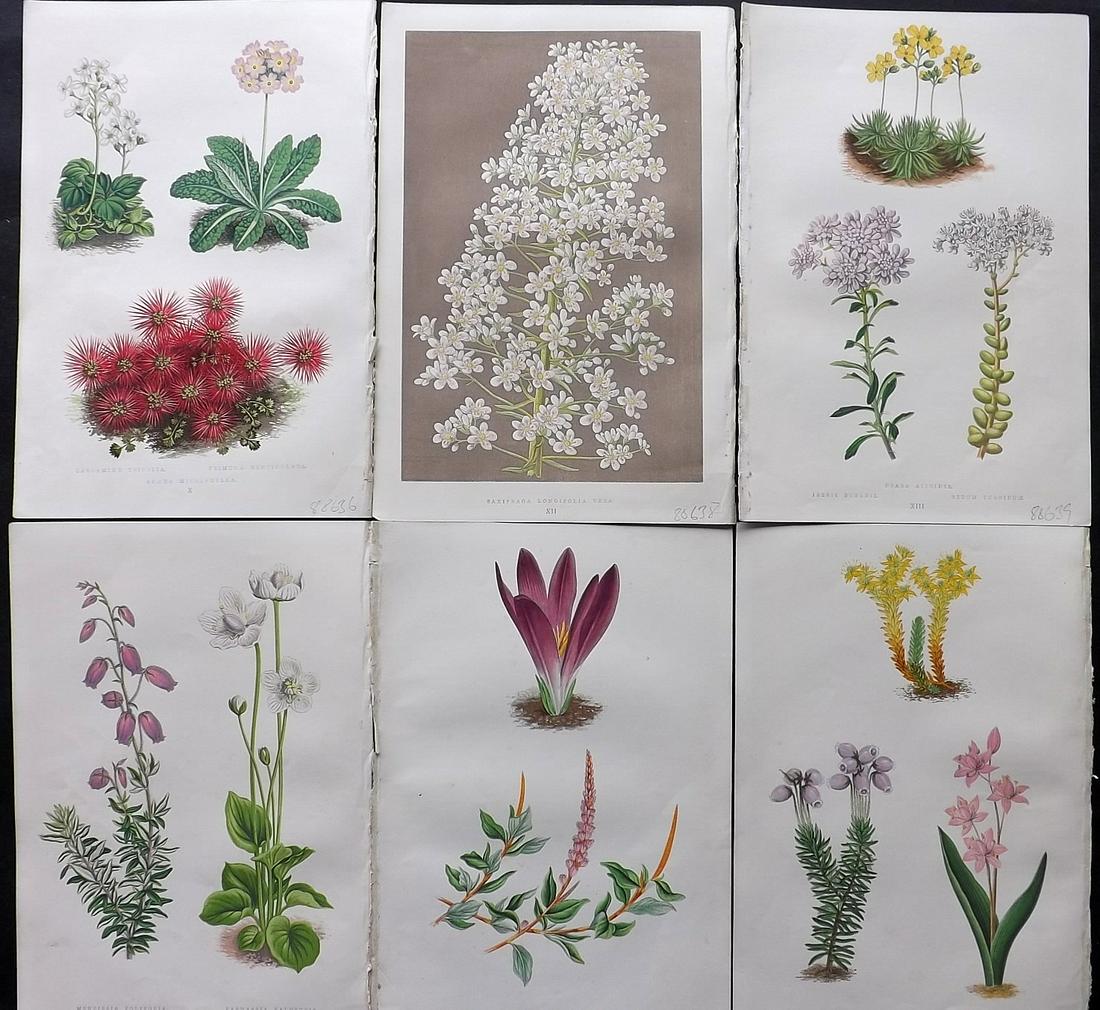 Wooster, David 1872 Lot of 6 Alpine Botanical Prints (1 of 2)