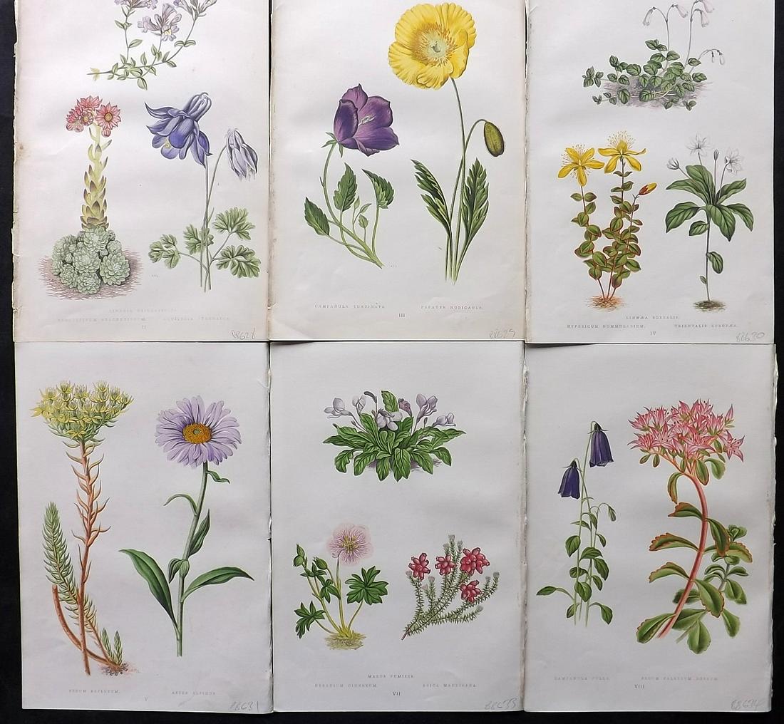 Wooster, David 1872 Lot of 6 Alpine Botanical Prints (1 of 2)