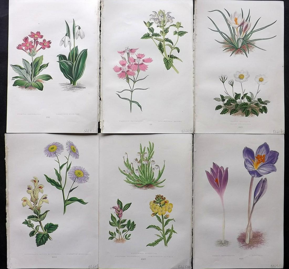 Wooster, David 1872 Lot of 6 Alpine Botanical Prints (1 of 2)