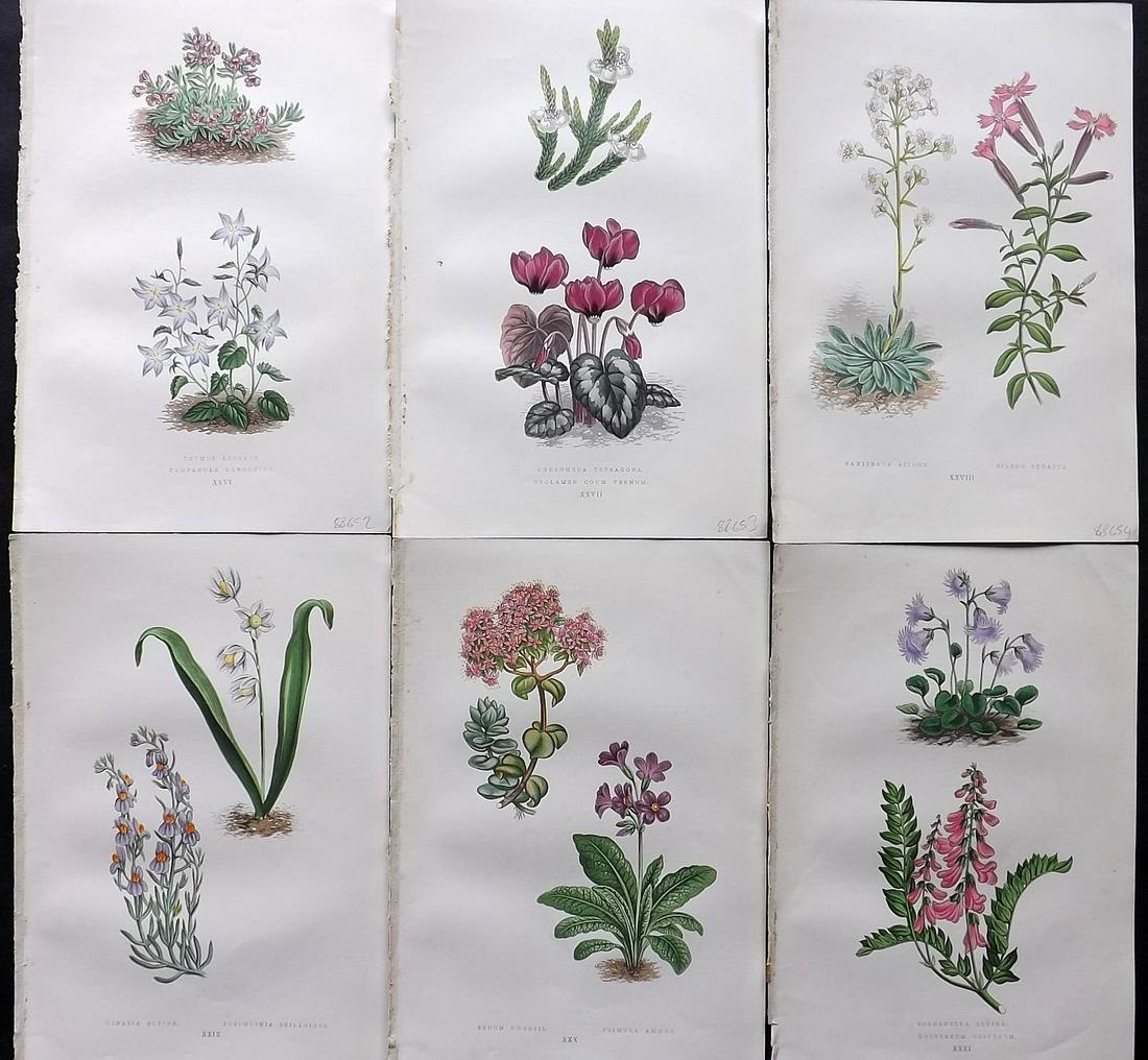 Wooster, David 1872 Lot of 6 Alpine Botanical Prints (1 of 2)