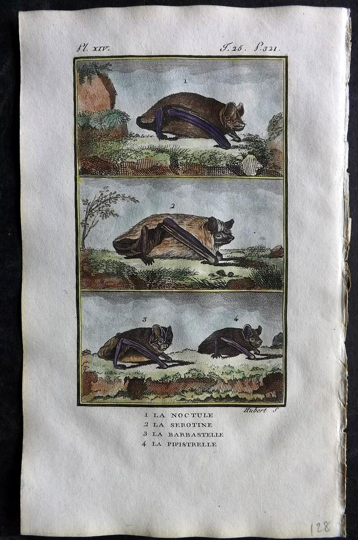 Buffon & Sonnini C1800 Hand Col Print. Bats 25-14: Hand Colored Copper Plate Published 1799-1808, Paris for "Histoire naturelle générale et particulière" by the Comte de Buffon and Charles Nicolas Sigisbert Sonnini. Paper Size: 7.5 x 5 inch (19 x 1