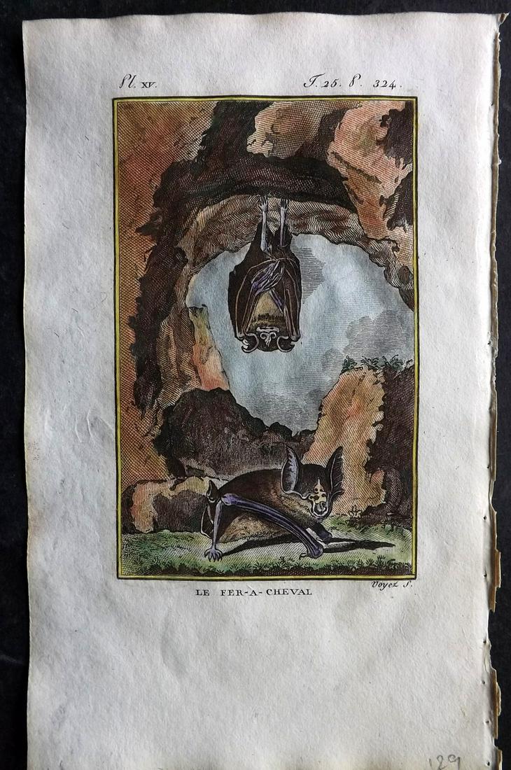 Buffon & Sonnini C1800 Hand Col Print. Bats 25-15: Hand Colored Copper Plate Published 1799-1808, Paris for "Histoire naturelle générale et particulière" by the Comte de Buffon and Charles Nicolas Sigisbert Sonnini. Paper Size: 7.5 x 5 inch (19 x 1