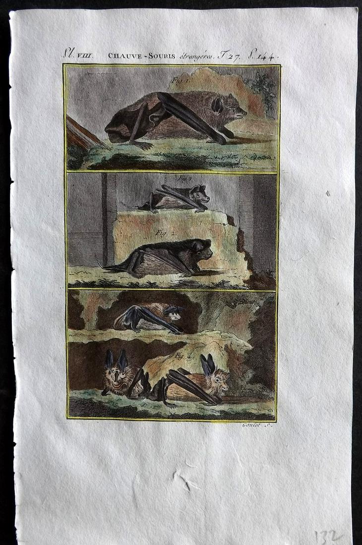 Buffon & Sonnini C1800 Hand Col Print. Bats 27-08: Hand Colored Copper Plate Published 1799-1808, Paris for "Histoire naturelle générale et particulière" by the Comte de Buffon and Charles Nicolas Sigisbert Sonnini. Paper Size: 7.5 x 5 inch (19 x 1