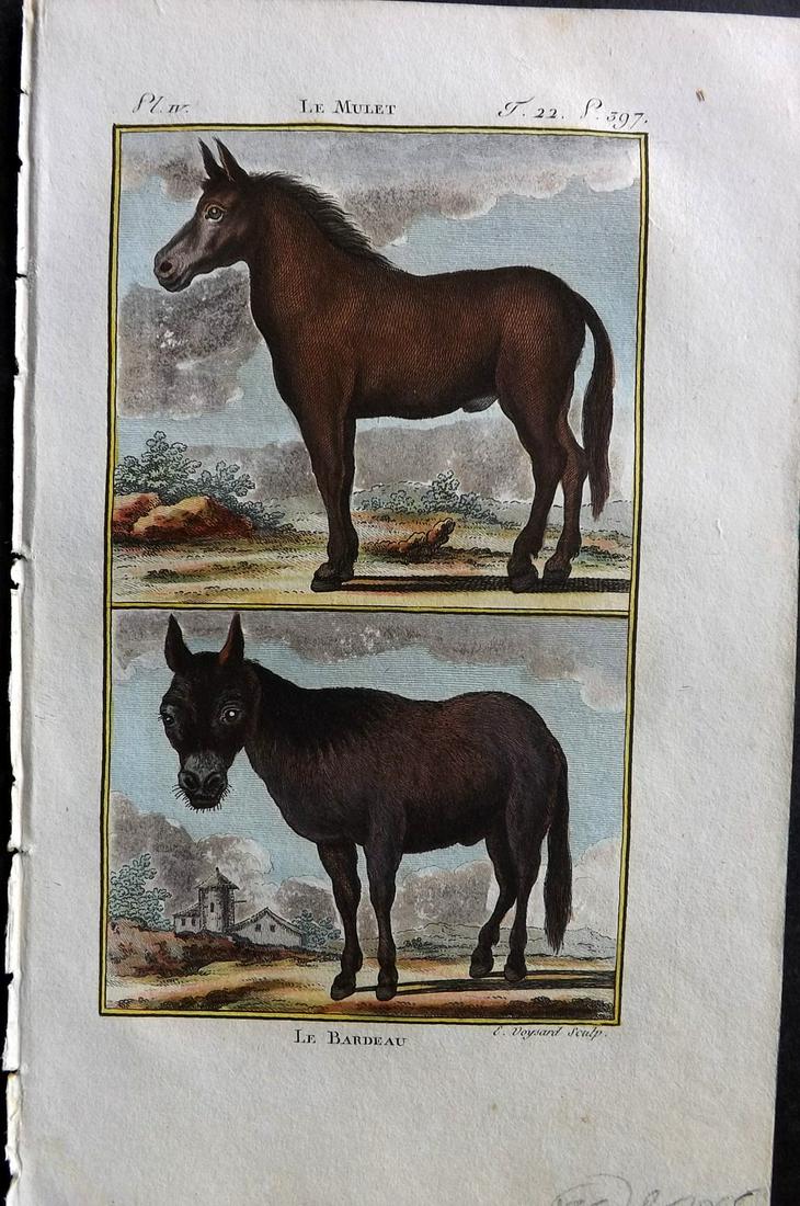 Buffon & Sonnini C1800 Hand Col Print. Mule, Hinny: Hand Colored Copper Plate Published 1799-1808, Paris for "Histoire naturelle générale et particulière" by the Comte de Buffon and Charles Nicolas Sigisbert Sonnini. Paper Size: 7.5 x 5 inch (19 x 1