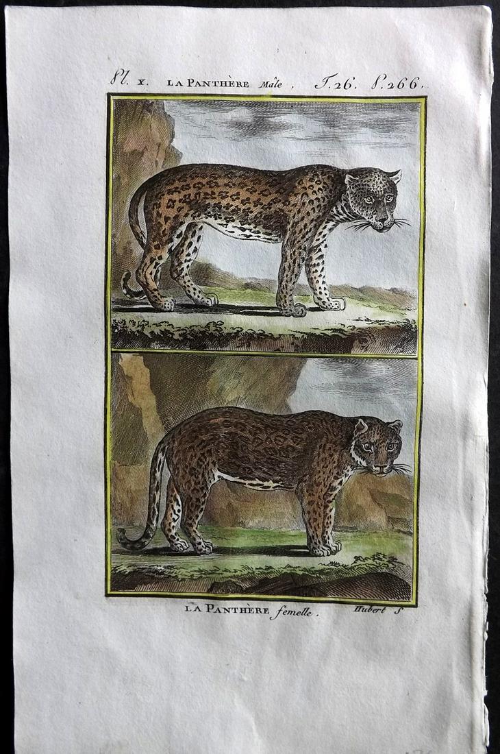 Buffon & Sonnini C1800 Hand Col Print. Panthers: Hand Colored Copper Plate Published 1799-1808, Paris for "Histoire naturelle générale et particulière" by the Comte de Buffon and Charles Nicolas Sigisbert Sonnini. Paper Size: 7.5 x 5 inch (19 x 1