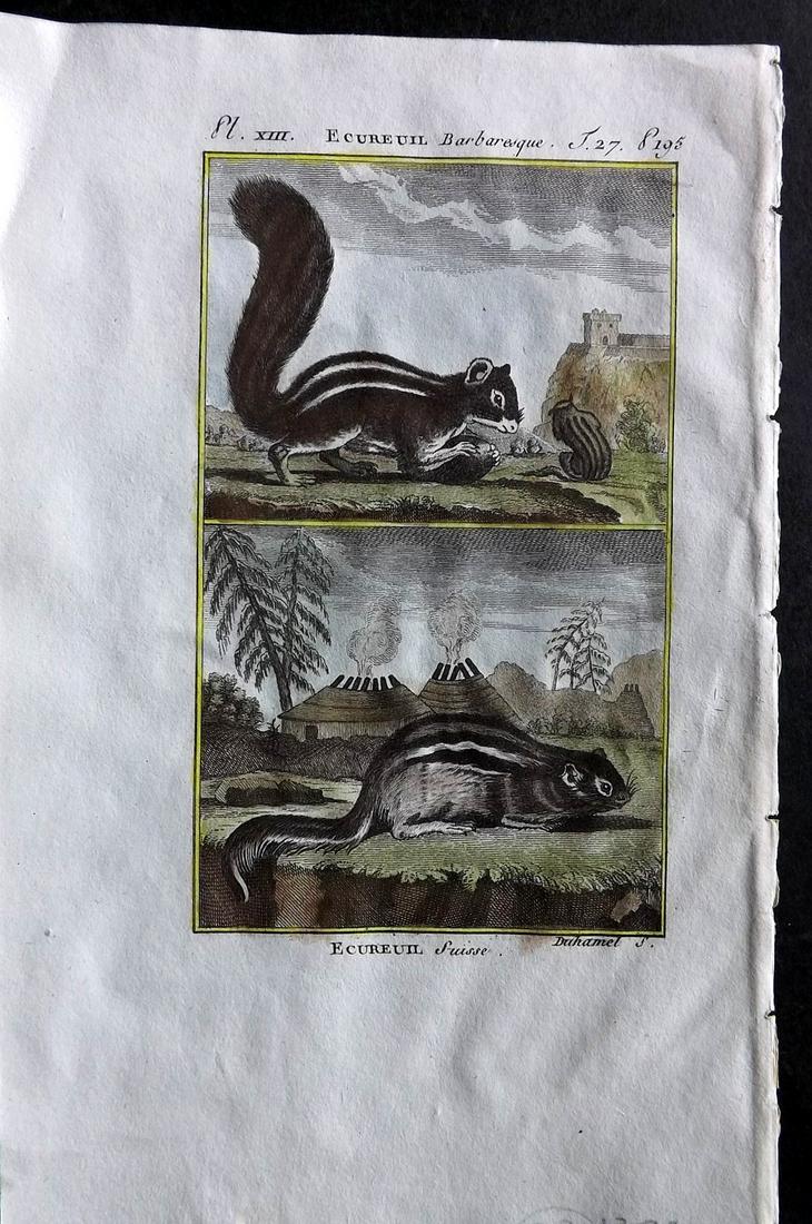 Buffon & Sonnini C1800 Hand Col Print. Squirrels: Hand Colored Copper Plate Published 1799-1808, Paris for "Histoire naturelle générale et particulière" by the Comte de Buffon and Charles Nicolas Sigisbert Sonnini. Paper Size: 7.5 x 5 inch (19 x 1