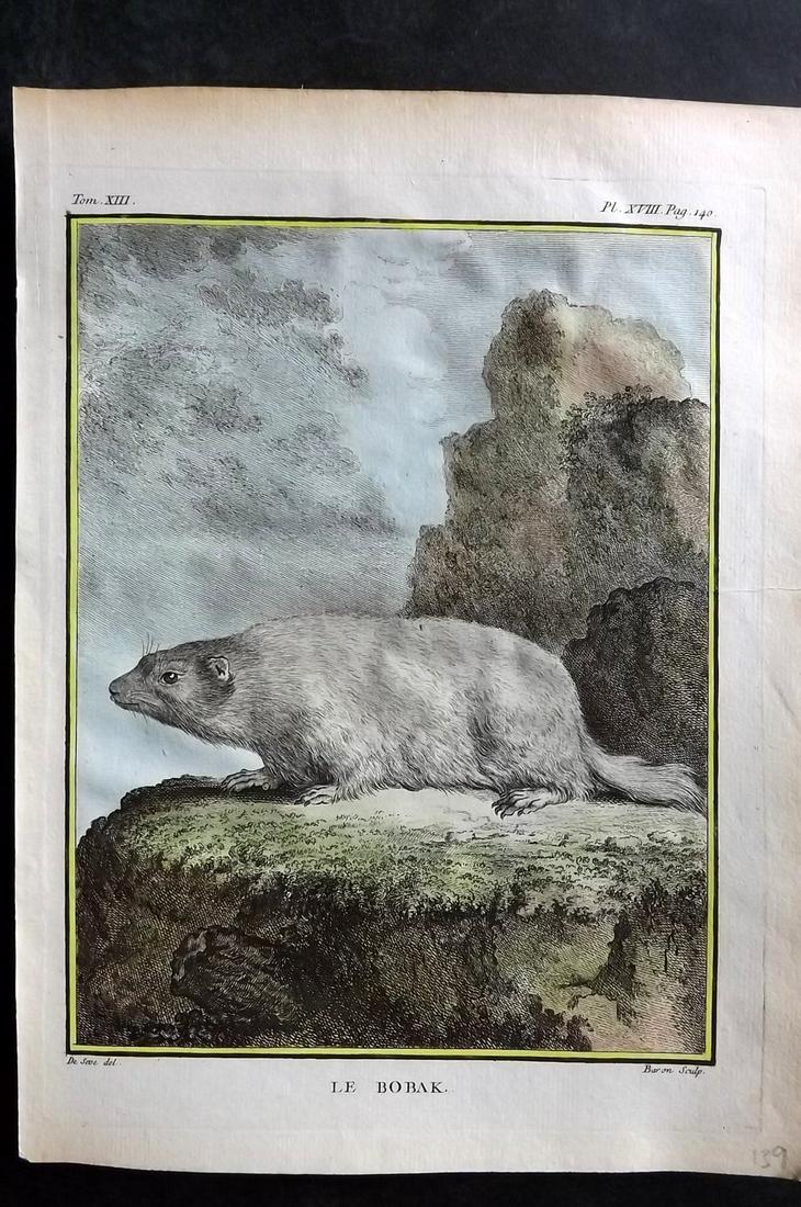 Buffon, Comte de C1760 Hand Col First 4to Edition Print. Bobak: Hand Colored Copper Plate Published 1749-89 by Imprimerie Royale, Paris for "Histoire naturelle, générale et particulière" First and 4to Edition by Georges-Louis Leclerc, Comte de Buffon. Paper Siz