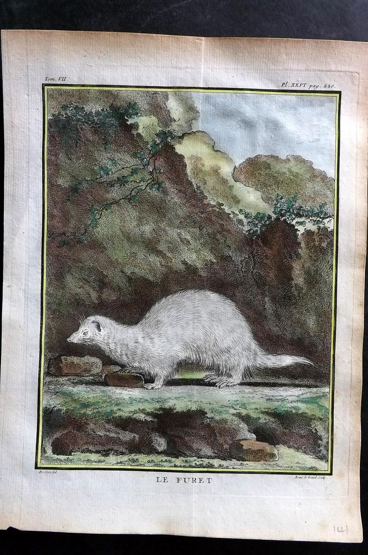 Buffon, Comte de C1760 Hand Col First 4to Edition Print. Ferret: Hand Colored Copper Plate Published 1749-89 by Imprimerie Royale, Paris for "Histoire naturelle, générale et particulière" First and 4to Edition by Georges-Louis Leclerc, Comte de Buffon. Paper Siz
