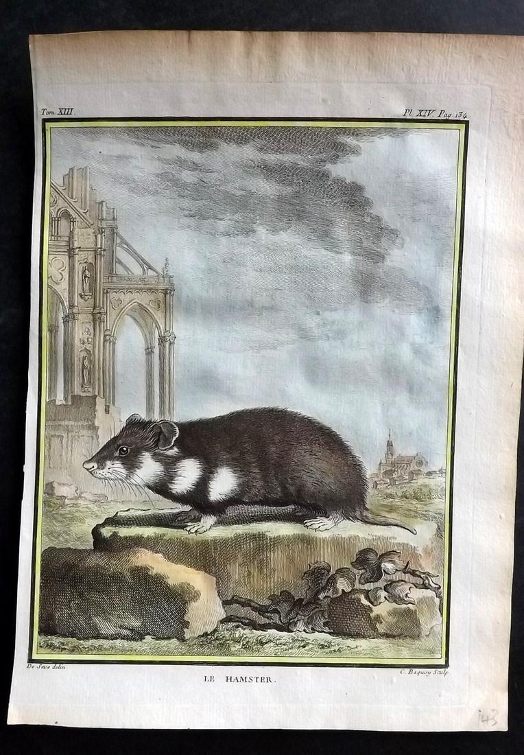 Buffon, Comte de C1760 Hand Col First 4to Edition Print. Hamster: Hand Colored Copper Plate Published 1749-89 by Imprimerie Royale, Paris for "Histoire naturelle, générale et particulière" First and 4to Edition by Georges-Louis Leclerc, Comte de Buffon. Paper Siz