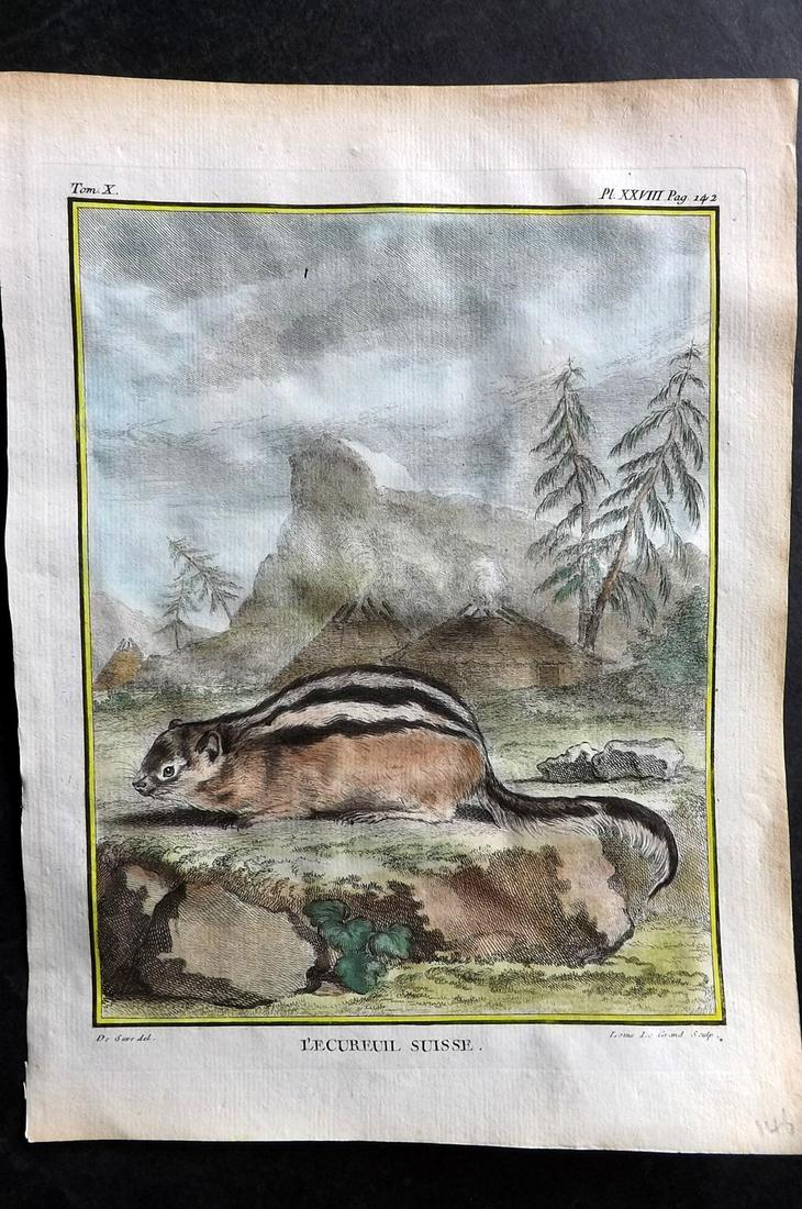 Buffon, Comte de C1760 Hand Col First 4to Edition Print. Swiss Squirrel: Hand Colored Copper Plate Published 1749-89 by Imprimerie Royale, Paris for "Histoire naturelle, générale et particulière" First and 4to Edition by Georges-Louis Leclerc, Comte de Buffon. Paper Siz