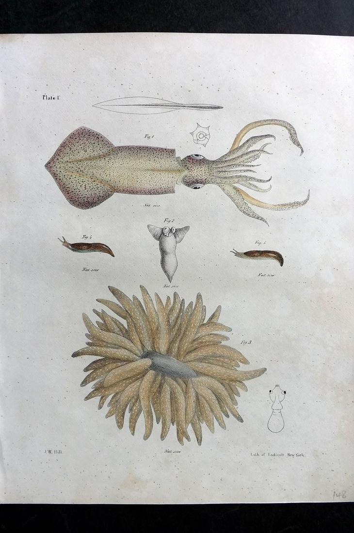 de Kay, James 1843 Hand Colored Print. Squid (1 of 2)