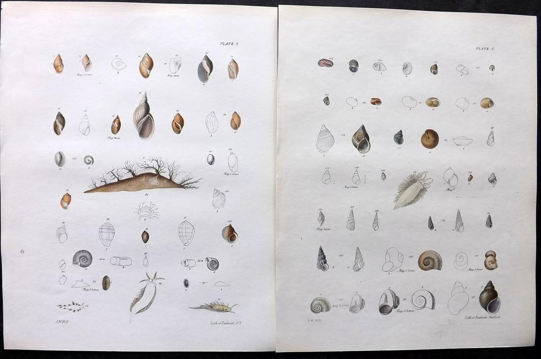 de Kay, James 1843 Pair of Hand Col Shell Prints: Hand Colored Lithograph Published 1843, New York for "Zoology of New York; or, The New York Fauna" Part of the "Natural History of New York" Series by James E. de Kay. Paper Size: 11 x 8.5 inch (28 x 