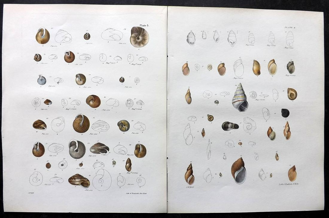 de Kay, James 1843 Pair of Hand Col Shell Prints: Hand Colored Lithograph Published 1843, New York for "Zoology of New York; or, The New York Fauna" Part of the "Natural History of New York" Series by James E. de Kay. Paper Size: 11 x 8.5 inch (28 x 