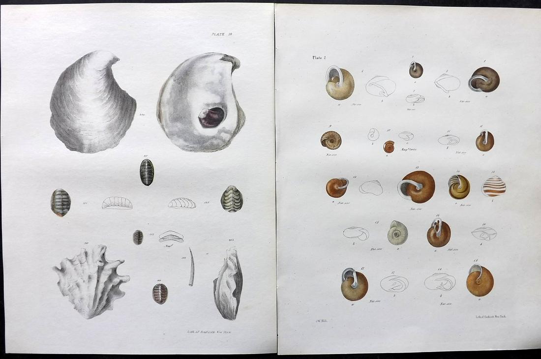 de Kay, James 1843 Pair of Hand Col Shell Prints (1 of 2)