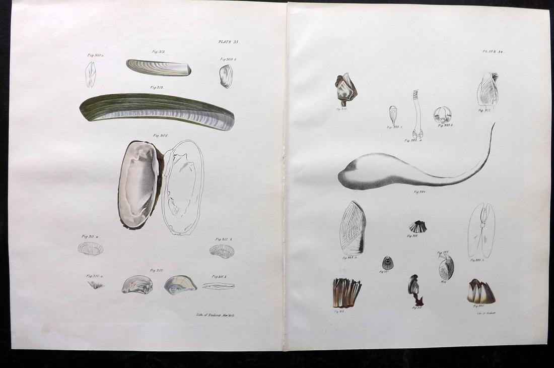 de Kay, James 1843 Pair of Hand Col Shell Prints: Hand Colored Lithograph Published 1843, New York for "Zoology of New York; or, The New York Fauna" Part of the "Natural History of New York" Series by James E. de Kay. Paper Size: 11 x 8.5 inch (28 x 